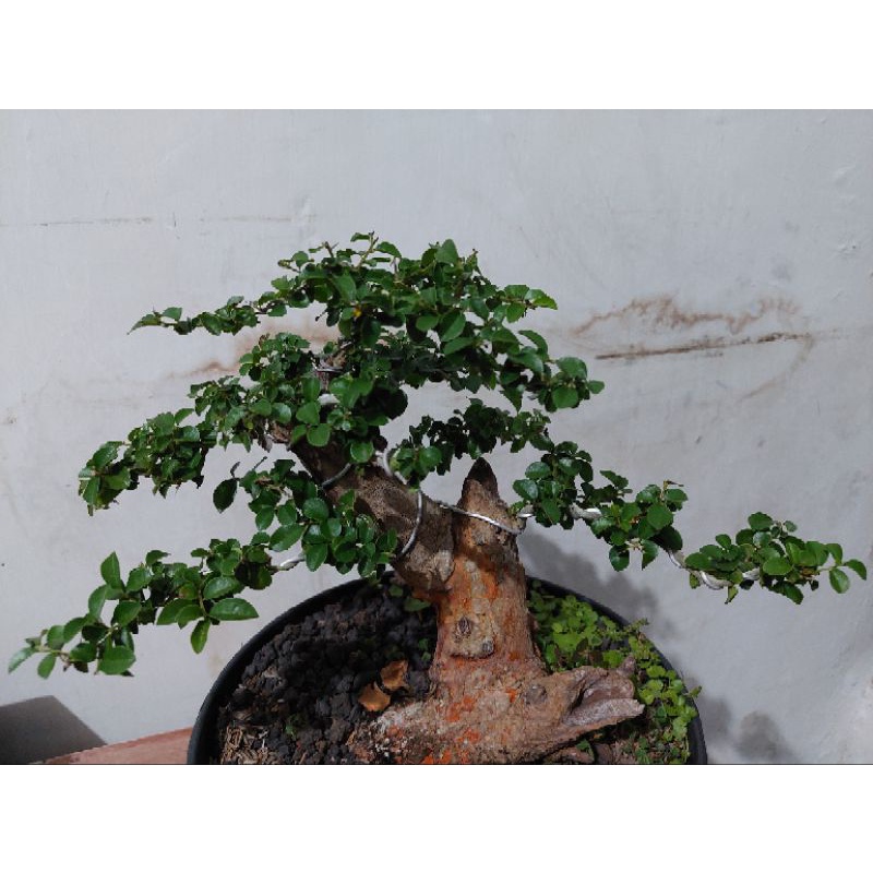 tanaman bonsai sisir micro siap pajang sesuai foto real pict - TitipBibit