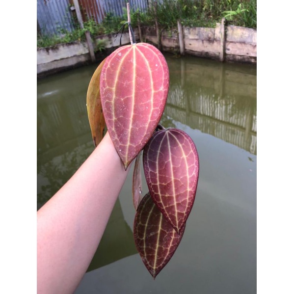 Hoya Latifolia Merah dan Hoya Bencaii Merah