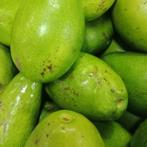 

➻ Buah Alpukat Oganik / Organic Avocado 1kg ♝