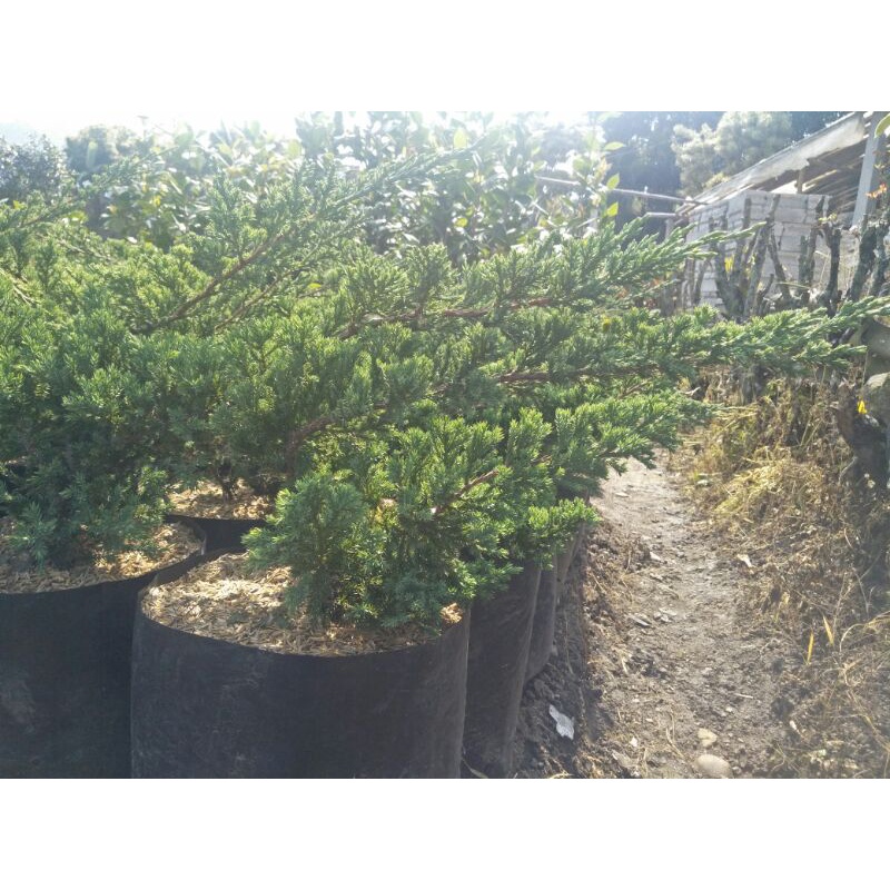 tanaman bonsai cemara bajul medium bahan unggul mudah di bentuk - TitipBibit