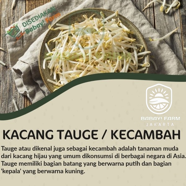 

Kacang Tauge Kecambah / Toge Cambah Pendek Rawon / Cambah Kedelai Dele