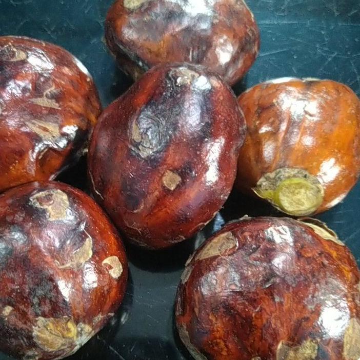 

➲ JENGKOL TUA PILIHAN 1KG ♢