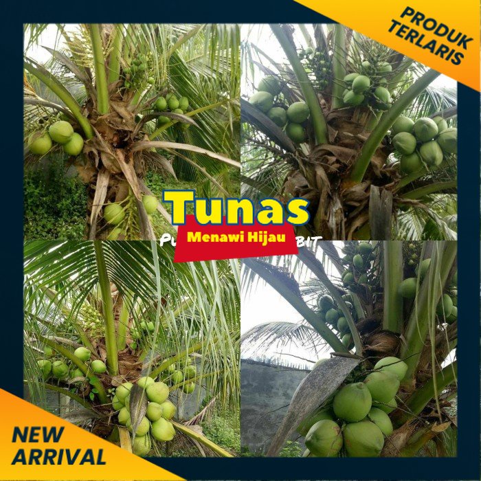 Bibit kelapa pandan wangi thailand asli import 1000%