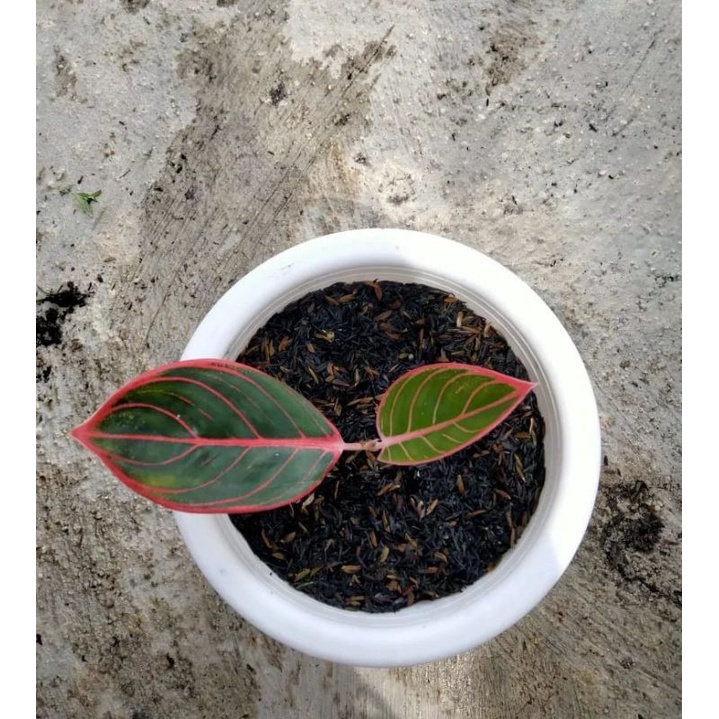 Bibit AGLONEMA  ANAKAN kanza/khanza