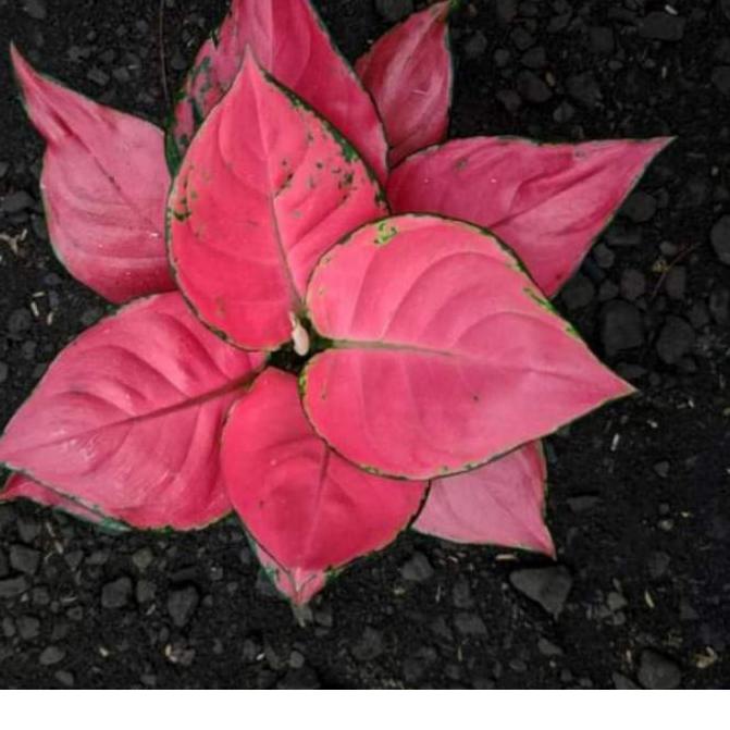 ✺ AGLONEMA PINK KATRINA ✬