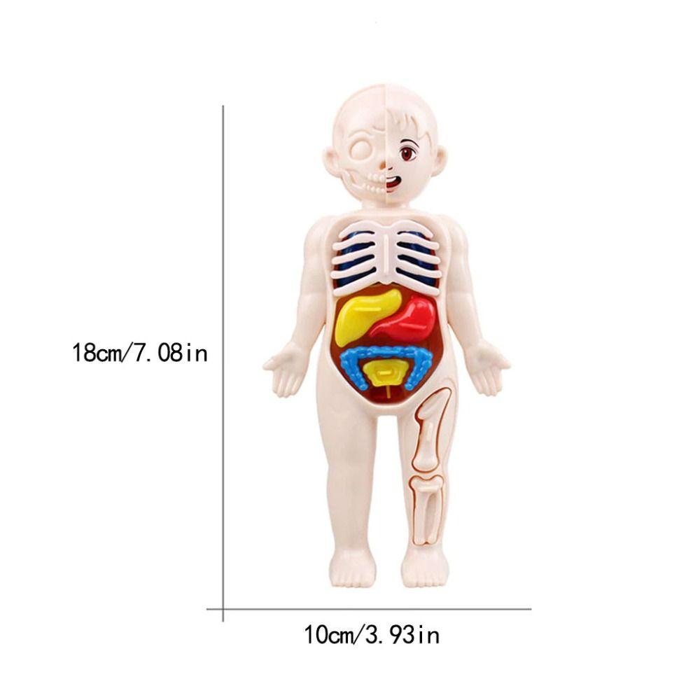 Quinton Mainan Anatomi Tubuh Manusia Kreativitas Tubuh Organ Edukasi Belajar Organ Manusia Angka Mainan Rakitan Mainan Edukasi Alat Mengajar Aksesoris Sekolah Model Organ Manusia