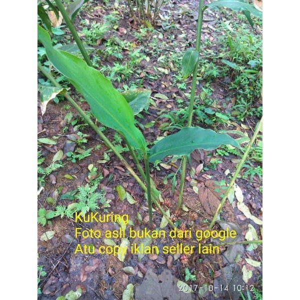 

BIBIT KAPULAGA HIJAU HIBRIDA