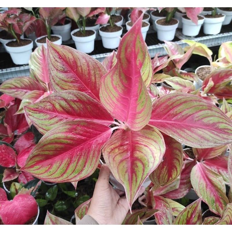 BIBIT Aglonema Bibit bonggol aglonema sakuntala super bibit aglonema murah