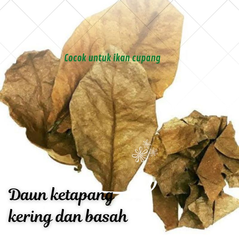 INILA DAUN KETAPANG YANG ADA CARI Daun Ketapang Ketapang daun Ketapang kering daun cupang daun Ketap