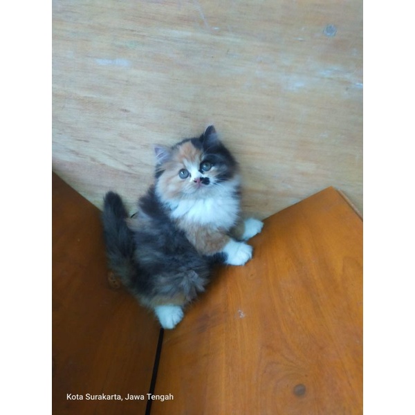 kucing Persia munckin flatnose calico longhair