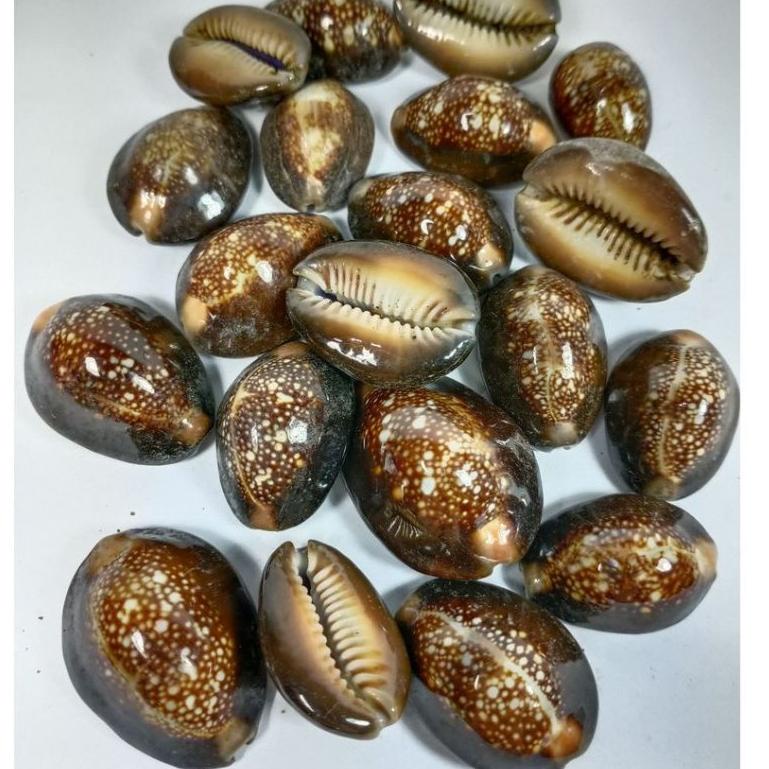 5.5 COD kewuk hitam asli/kewuk kerang laut/kewuk biji conglak isi100 gram