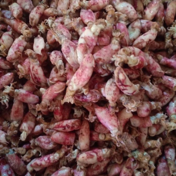 

baby cumi BK/Frozen per 1kg TERLARIS