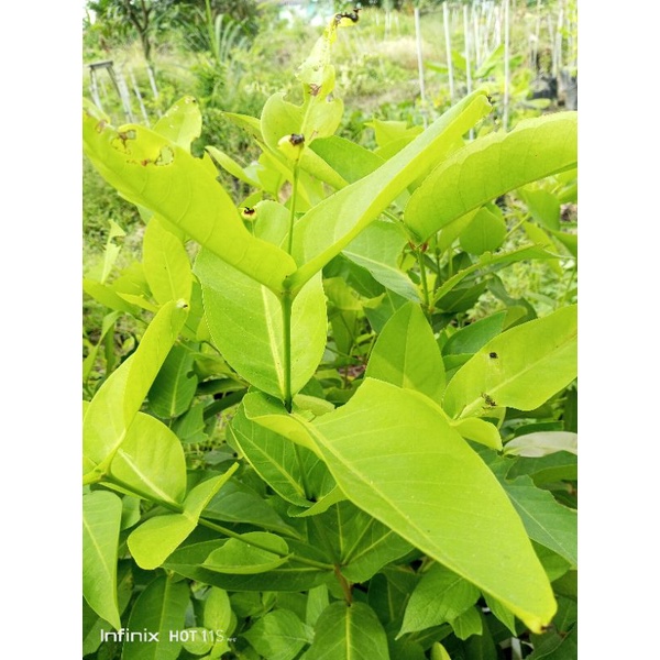 Entres Jambu Green Giant