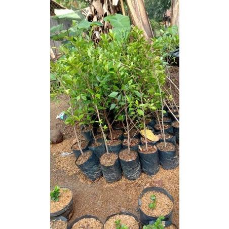 bahan bonsai kimeng