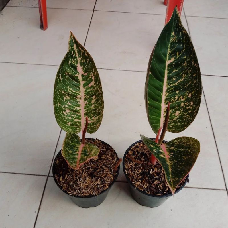 Aglonema Shinta anakan samping