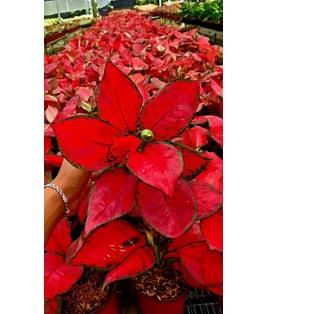 ► Aglonema Super Red ◘
