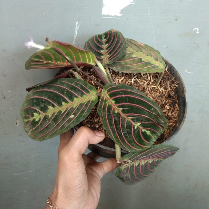 Tanaman hias Calathea Kepiting