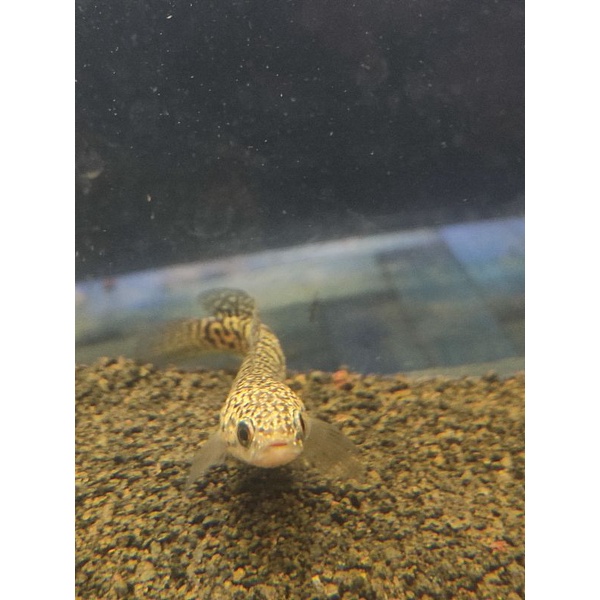 asiatica rsp kalimaya 8cm