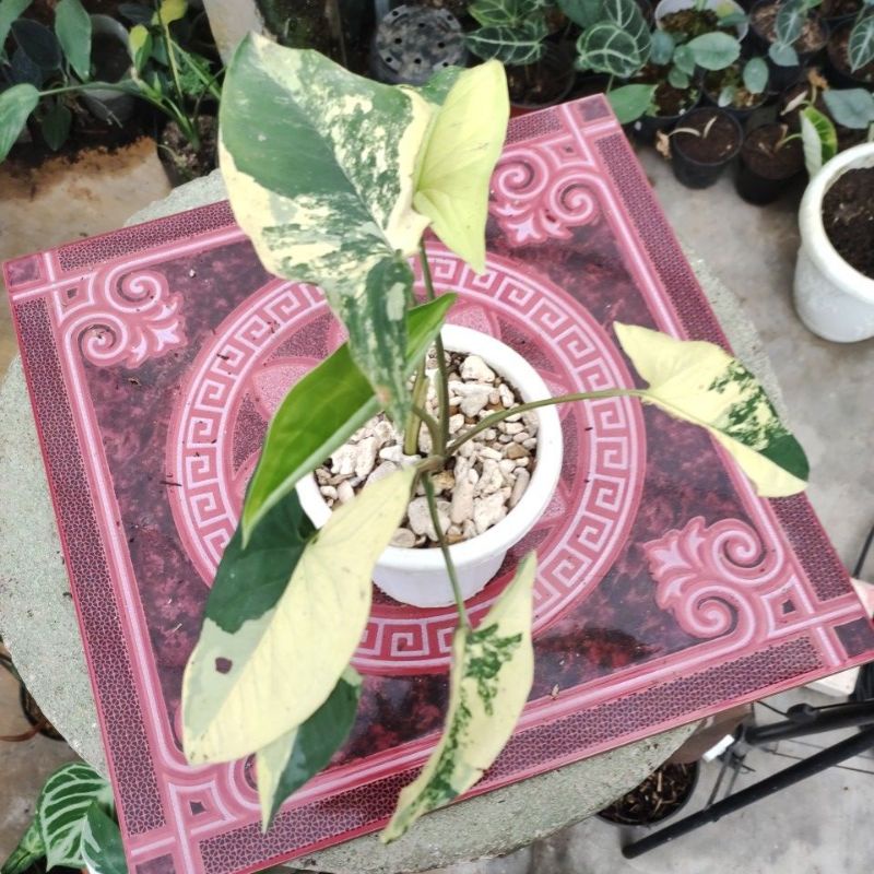 singonyum yellow variegata