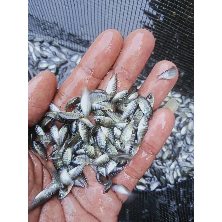 Bibit Ikan Nila Hitam berkualitas ukuran Kuku 100ekor