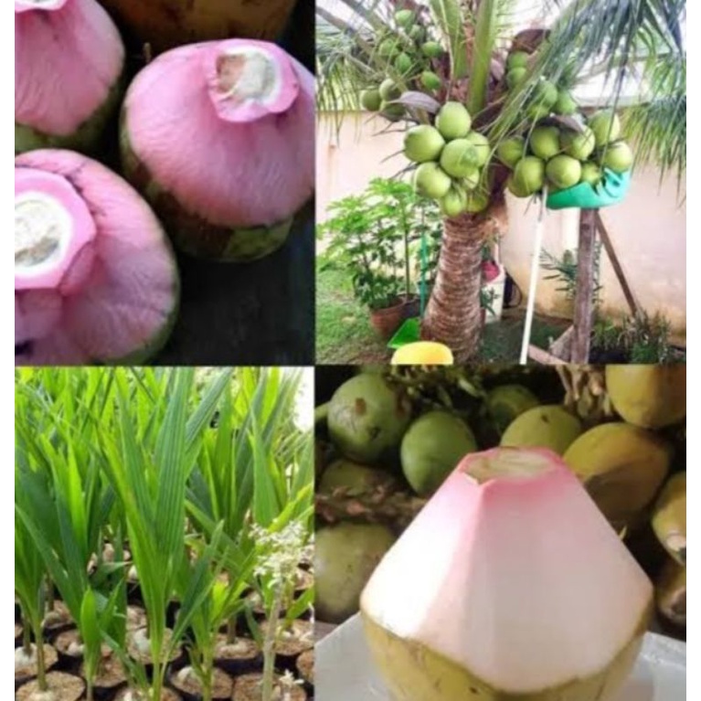 bibit kelapa genjah wulung