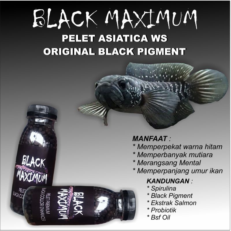 black maximum pelet asiatica WS Basic feed pelet ikan channa pakan ikan channa predator