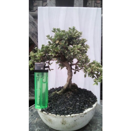 tanaman bonsai mini minimalis  - TitipBibit