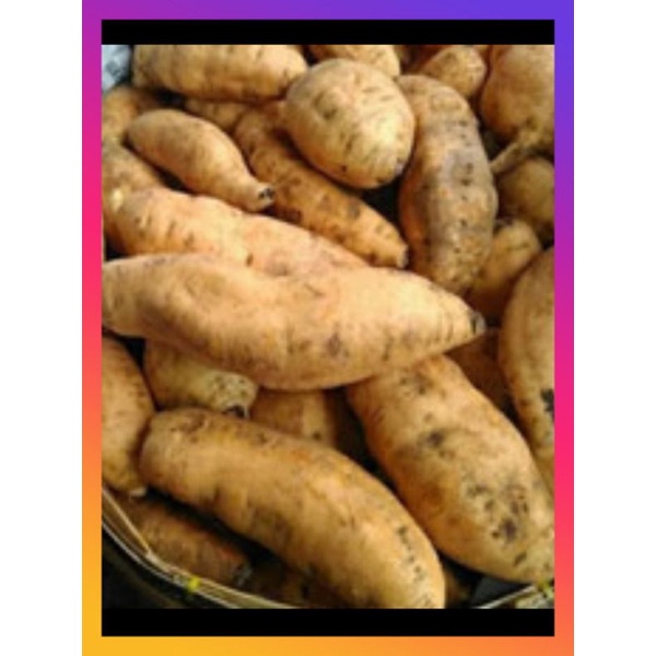 BIBIT STEK UBI UNGU SUPER JUMBO