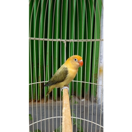 Biola Pb Euwing Betina