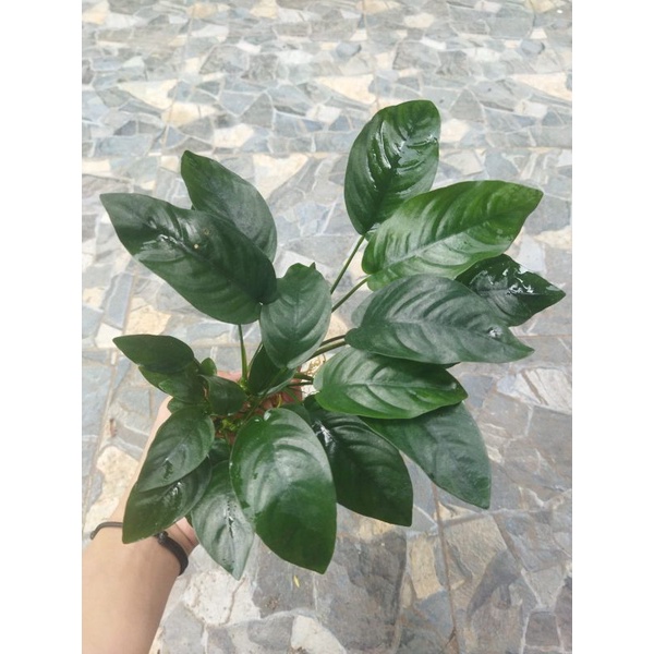 Anubias Nana Mp jumbo clump