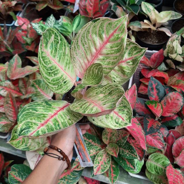 BIBIT BONGGOL Bibit Bonggolan Aglonema Moonlight Tulang Merah