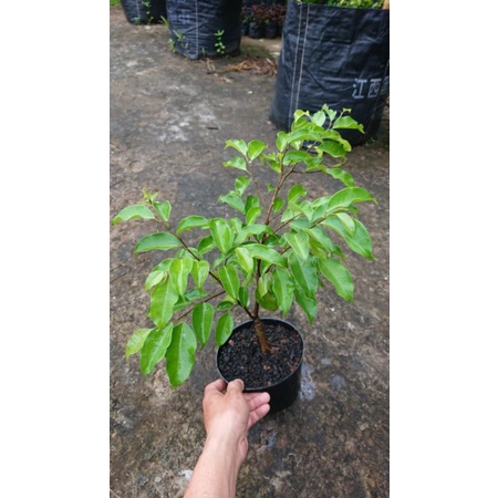 Bibit tanaman beringin hijau | ficus benjamina bahan bonsai