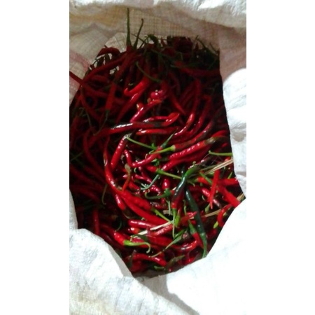 

1Kg/10.000 cabai merah keriting gread D (bs)