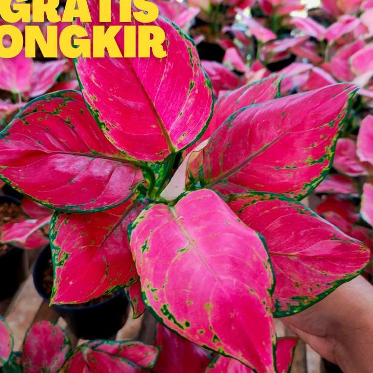 ✿ Red anjamani / aglonema red anjamani / red anja ✪