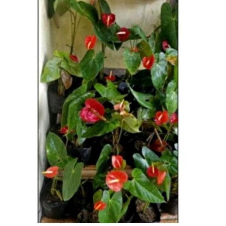 

☈ bibit merah subur ♕