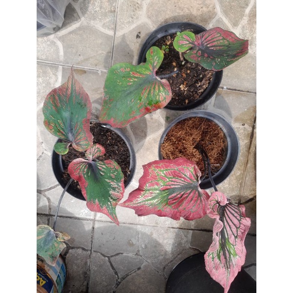 Tanaman caladium mahesa jenar remaja