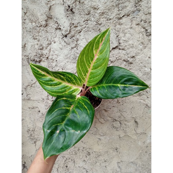 aglonema caribian
