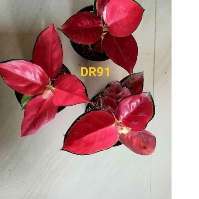 ▲ aglonema suksom jaipong spesial besar (daun 6-7-8+) ✷