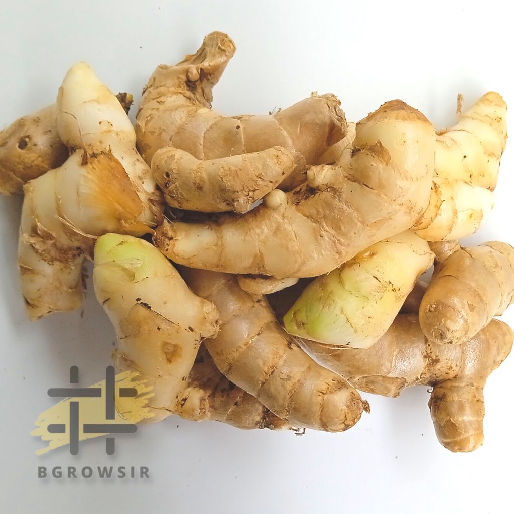 

Kunyit Temu Putih Segar 1kg Curcuma Zedoaria