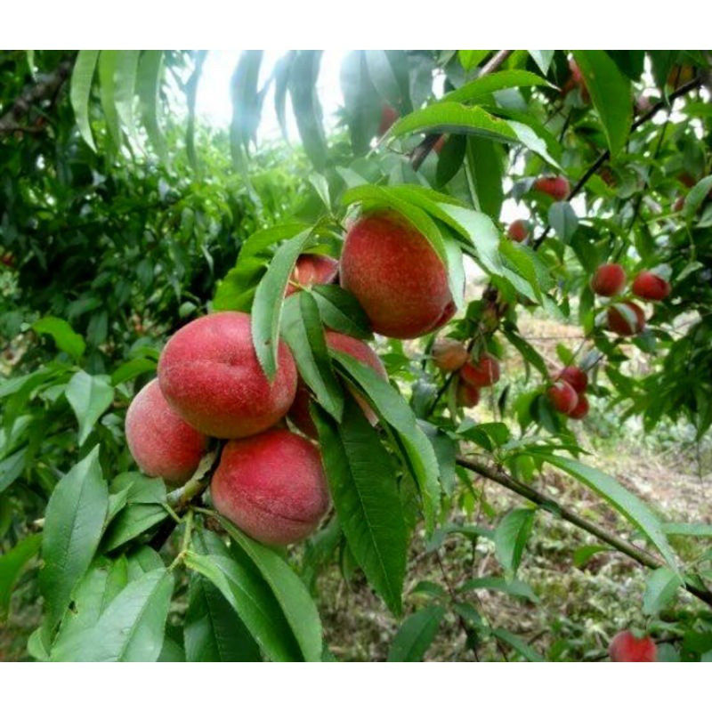 Bibit Tanaman Buah Persik / Buah Peach Pohon Hidup - TitipBibit