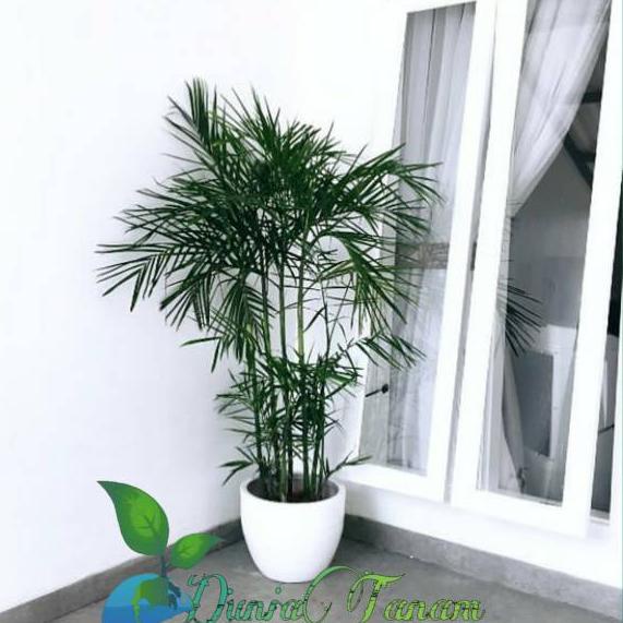 ☺ [RIMBUN] bibit tanaman pohon hias hidup palem palm kuning merah komodoria komodorria komodor ria ♣