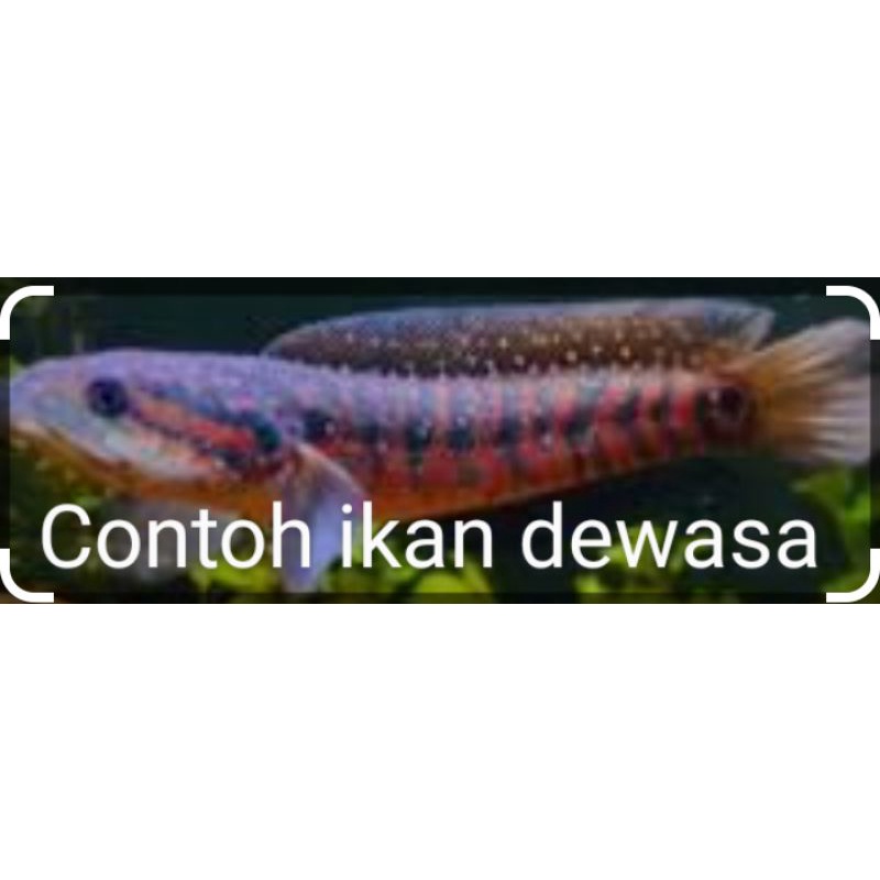 chana asiatica RS pure reals