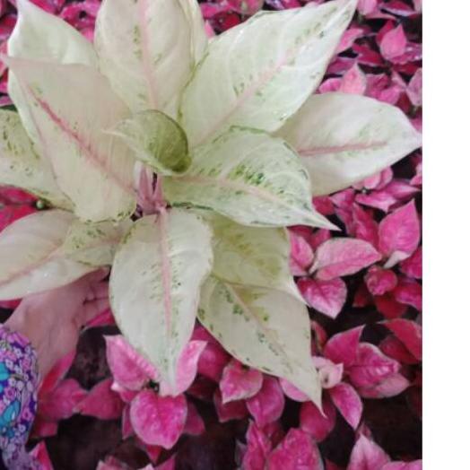 ✶ Aglaonema Frozen ➬