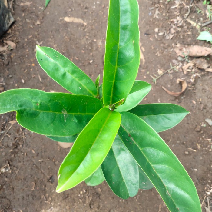 bibit pohon buah Buni huni/rujak sukses