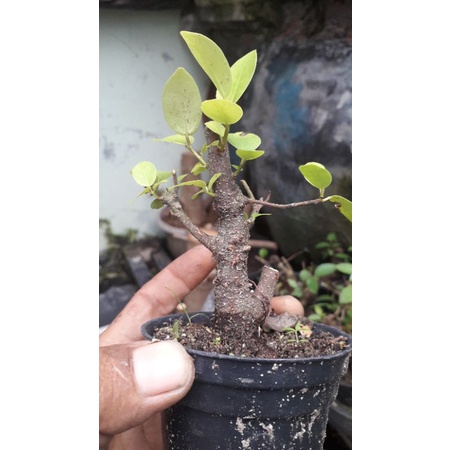 bahan bonsai iprik pucuk merah dr biji sesuai di foto bosku