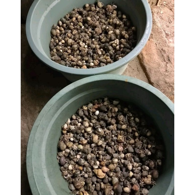 1kg klomang darat/hobi/koleksi/mainan anak