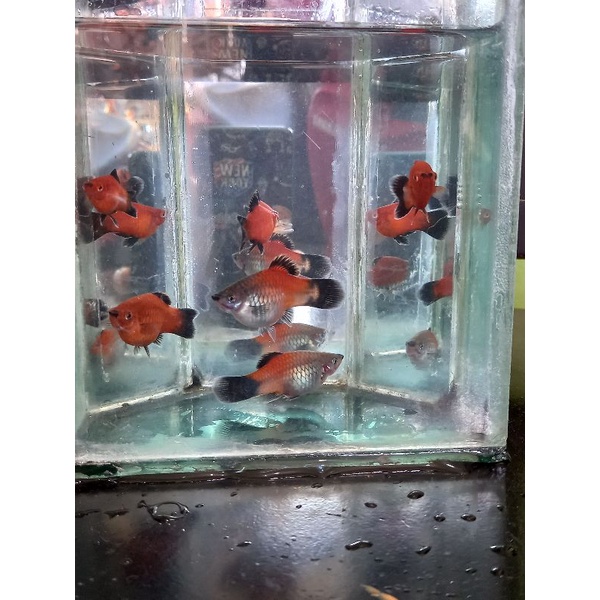 

Ikan Platy