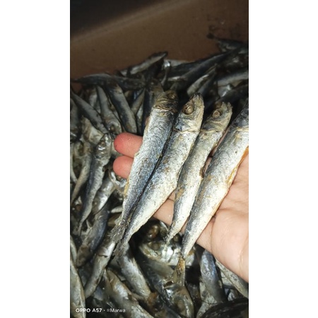 

ikan asin cue, ikan asin cue rebus super berkualitas