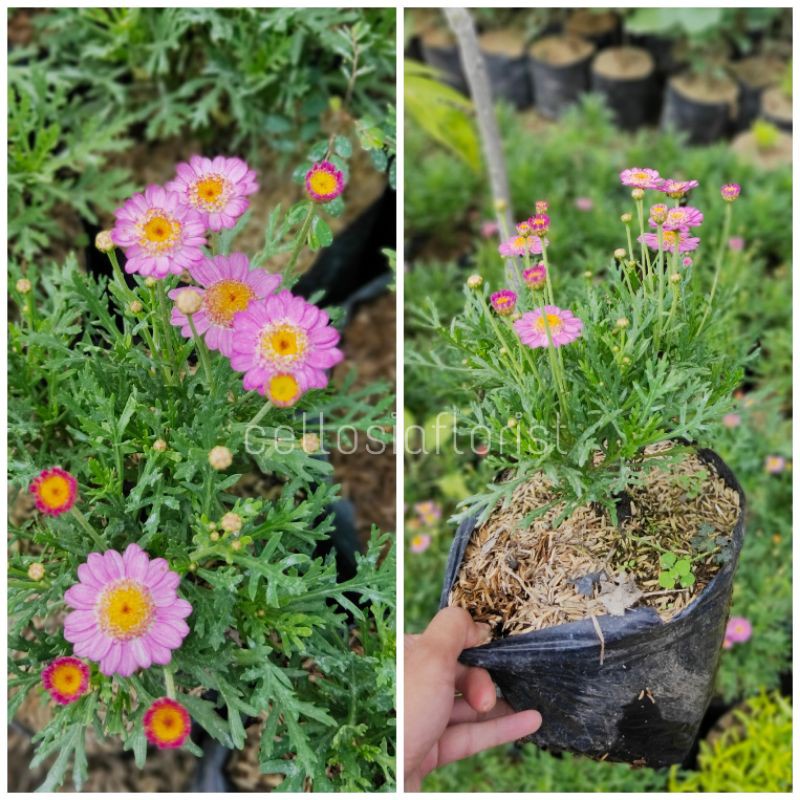 Tanaman Hias Kenikir Cosmos Daisy / Kenikir Pink Pohon Hidup - TitipBibit