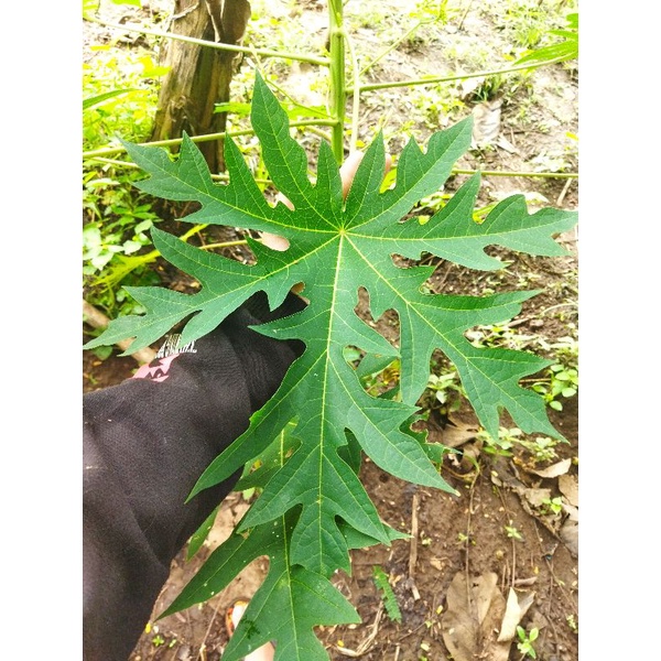 

(5 lembar) daun pepaya Segar Di petik langsung